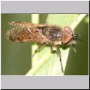 Haematopota pluvialis - Regenbremse m02.jpg